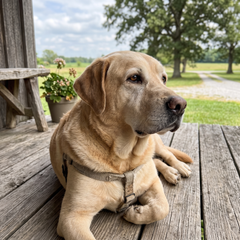 Labrador
