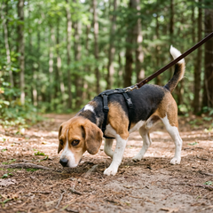 Beagle