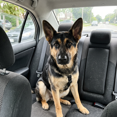 German shepherd