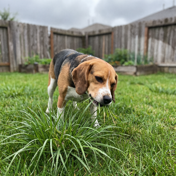 Eating grass