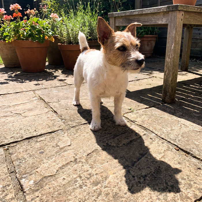 Jack Russell terrier on a garden patio