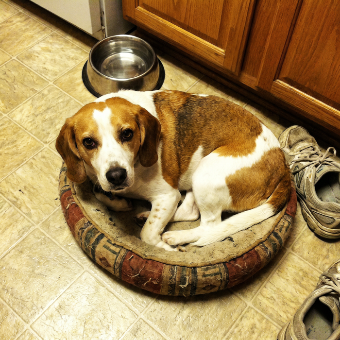 Beagle in a dog bed