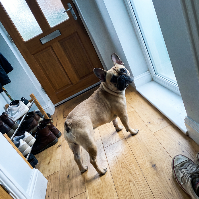 French bulldog in a hallway