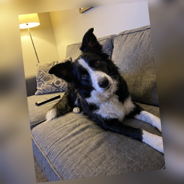 Border collie on a sofa
